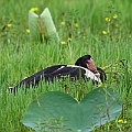 Magpie Goose on the nest<br />Canon EOS 7D + EF400 F5.6L Magpie Goose on the nest<br />Canon EOS 7D + EF400 F5.6L